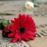 Don’t Wake Up Dead