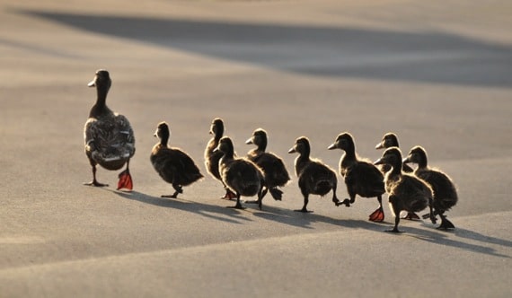 Why the Best Leaders Are Great Followers - 570 x 332 jpeg 45kB